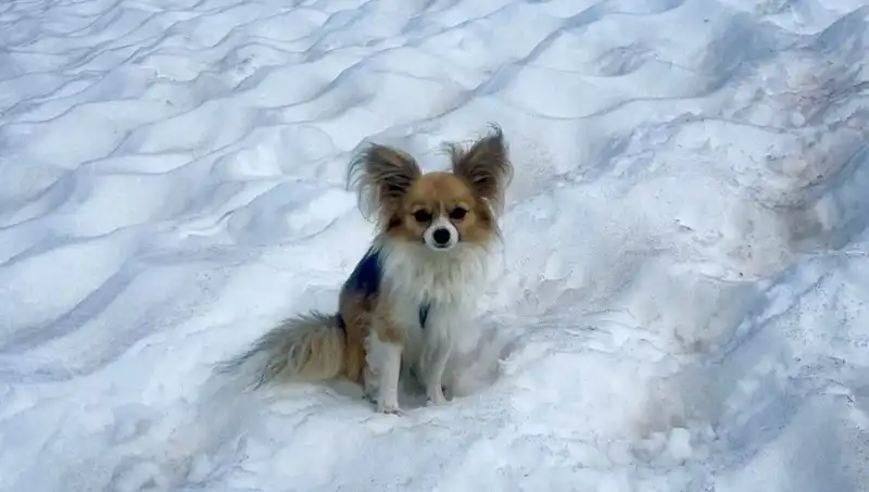 Buzul Yarığına Düşen Adamı Cesur Köpeği Canı Pahasına Kurtardı!