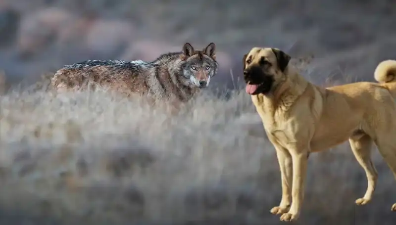 Kangal Köpeği Satışları Artıyor: Kurt Popülasyonunun Yükselişi Neden?
