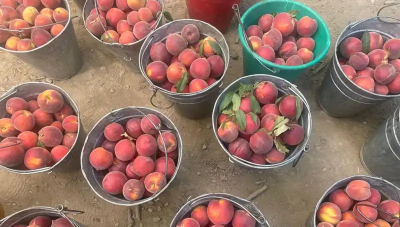 Hasat Mevsimi Başladı: Çiftçiler Kilogramda 100 Lira Kazanıyor!