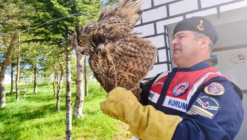 Dikenli Tellere Takılan Puhu, Hayata Dönmek İçin Tedavi Altına Alındı