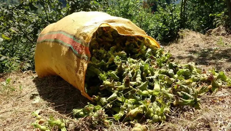 Fındık Hasadı Giresun'da Tüm Hızıyla Başladı, Rekor Beklentileri Artıyor!