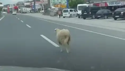 Yalova'da Kurbanlık Hayvanlar Kaçtı, Trafik Kargaşasına Yol Açtı