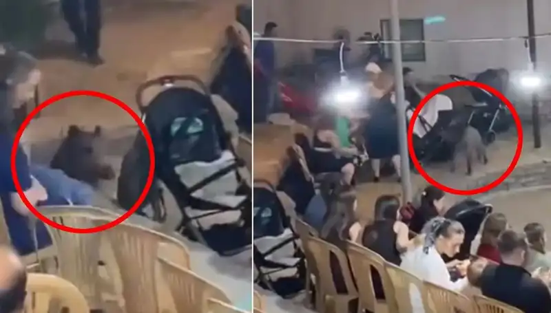 Düğün Törenine Gelen Yaban Domuzu, İnanılmaz Bir Kaosa Neden Oldu!