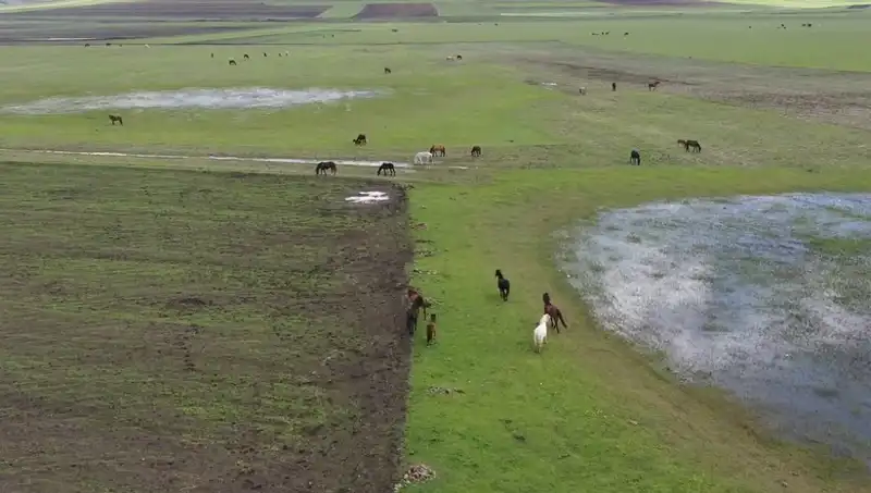 Kars'ın Büyüleyici Doğasında Yılkı Atları: Doğanın Eşsiz Güzellikleri