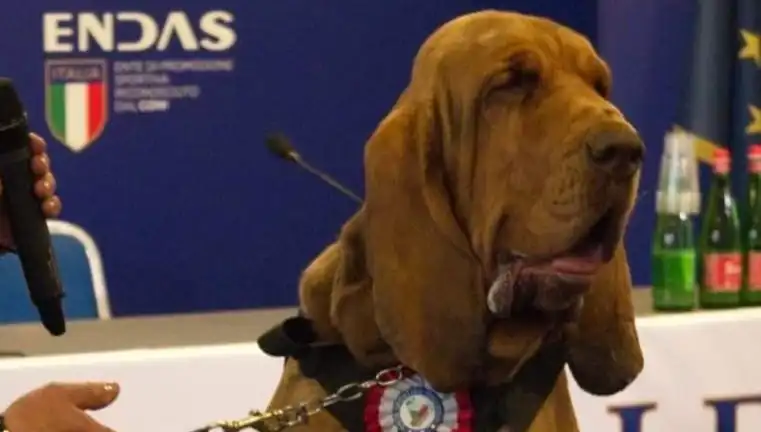 Arama Köpeğine Suikast: Çivili Sosisle Yapılan Çirkin Saldırı