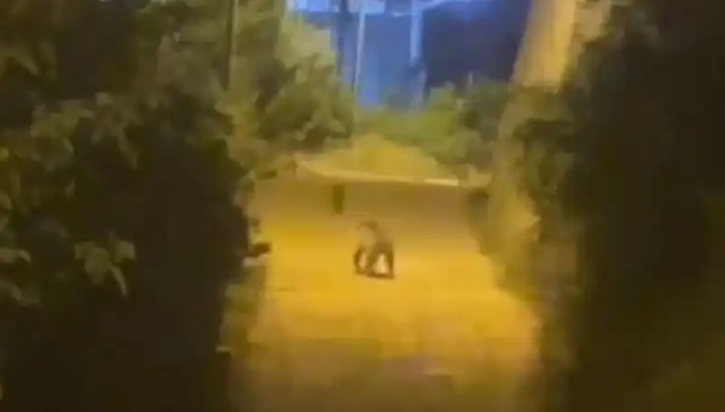 Gümüşhane Merkezinde Ayı Görüntüleri Sosyal Medyada Yarışmaya Sebep Oldu!