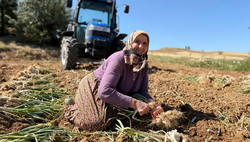 Dünyanın En Değerli Tarım Ürününde Flaş Gelişme: 1200 Lira Dönüm Başına Kazanç!