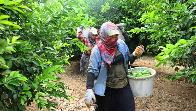 Marketlerde Patates Fiyatları Düşüyor: Hasat Sezonu Başladı!