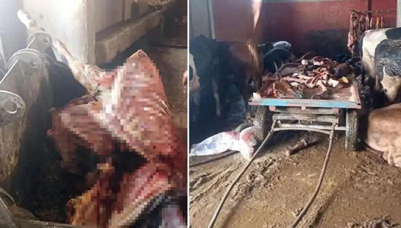 Adana'da 2,5 Ton At Eti Operasyonu: 4 At Son Anda Kurtarıldı!