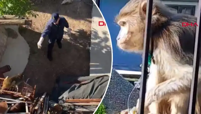 Muğla'da Nefes Kesen Maymun Kovalamacası: Mahalleli Heyecanla Peşinde!